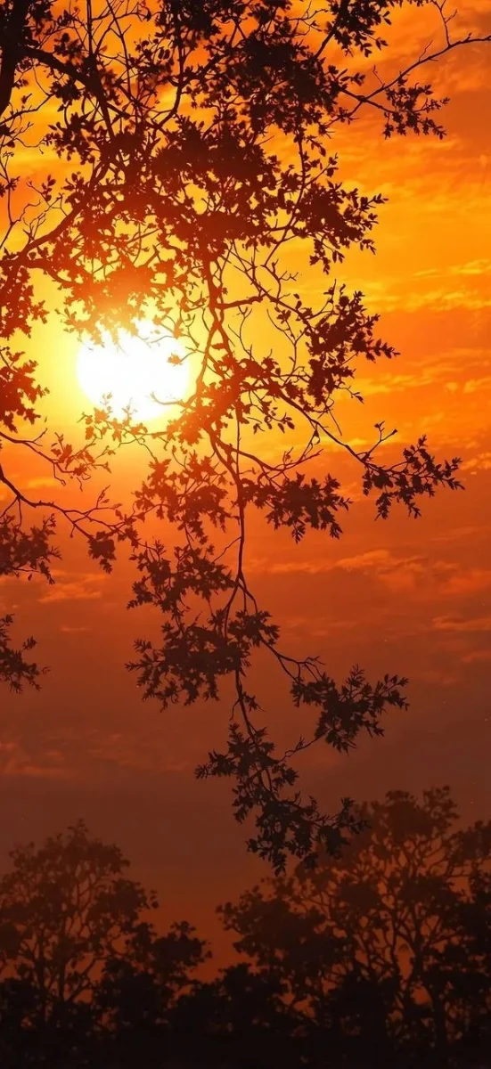 hinh-nen-menh-hoa-mat-troi-3