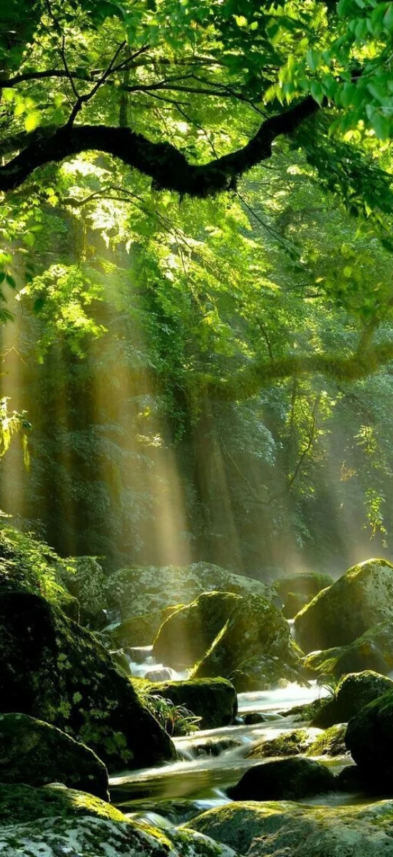 hinh-nen-menh-moc-32