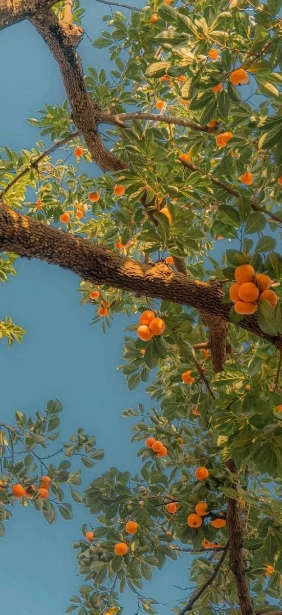 hinh-nen-menh-moc-36