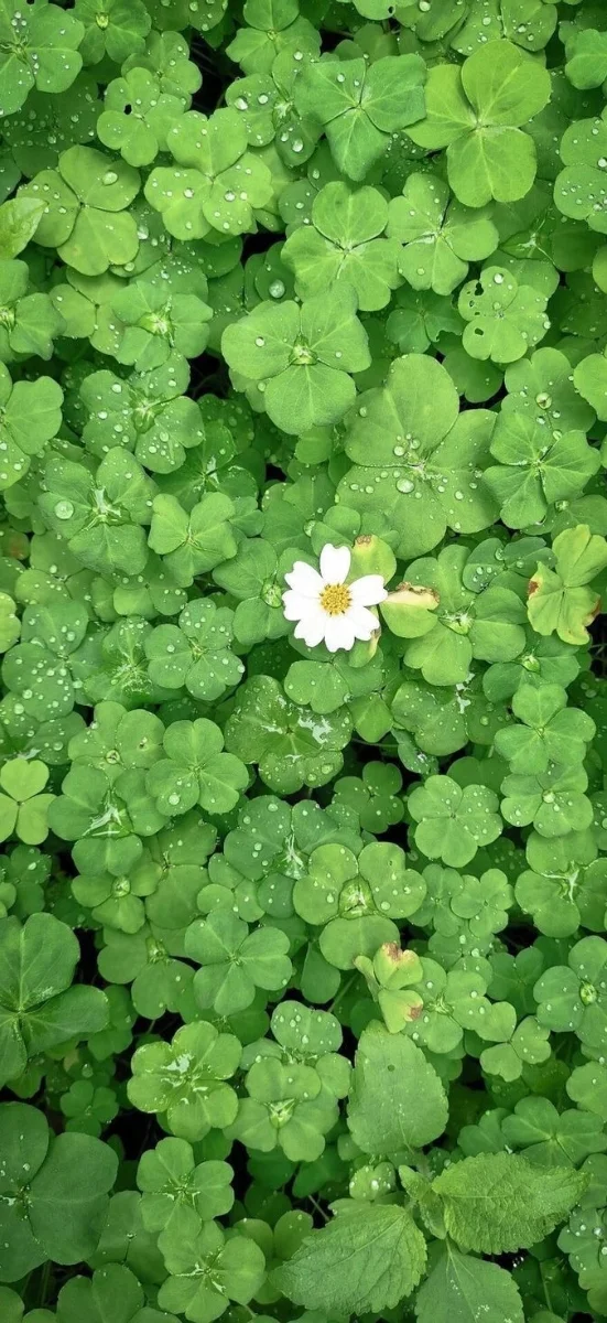 hinh-nen-menh-moc-37-1