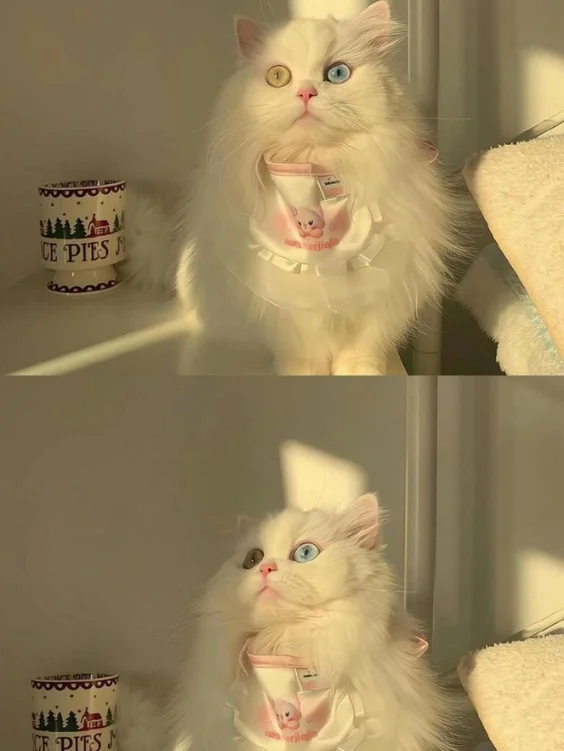 Hinh-nen-meo-cute (10)