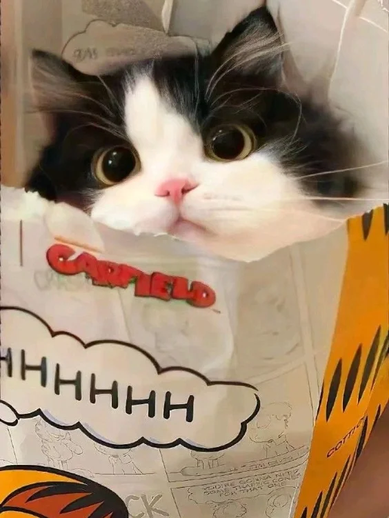 Hinh-nen-meo-cute (12)