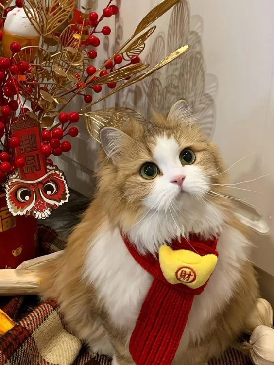 Hinh-nen-meo-cute (13)