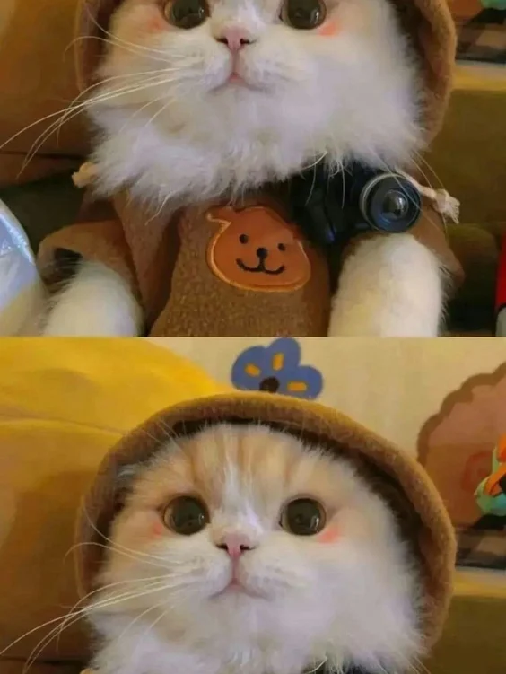 Hinh-nen-meo-cute (7)