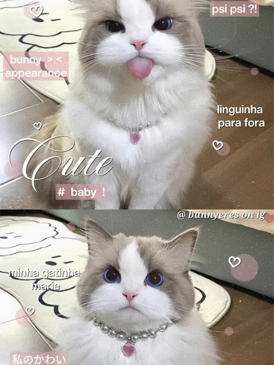 Hinh-nen-meo-cute (8)