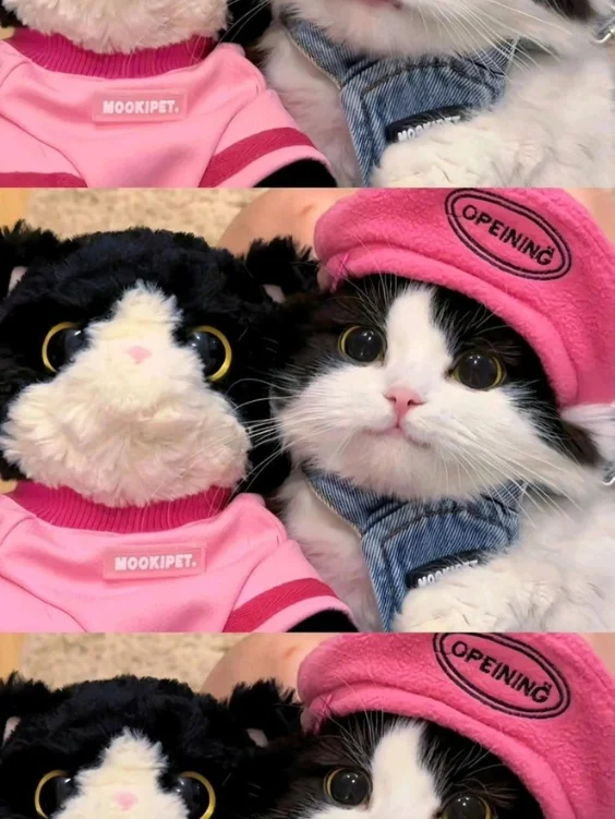 Hinh-nen-meo-cute (9)