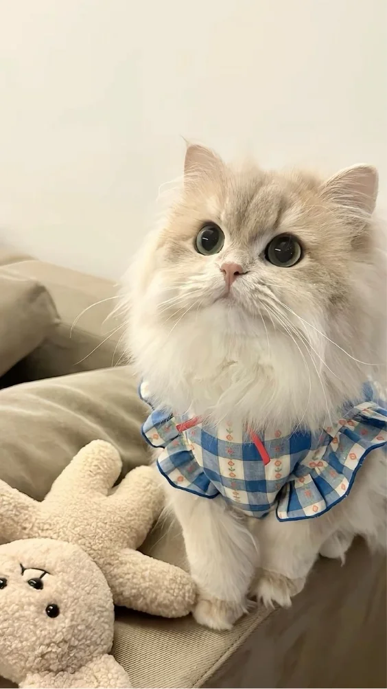 Hinh-nen-meo-de-thuong (10)