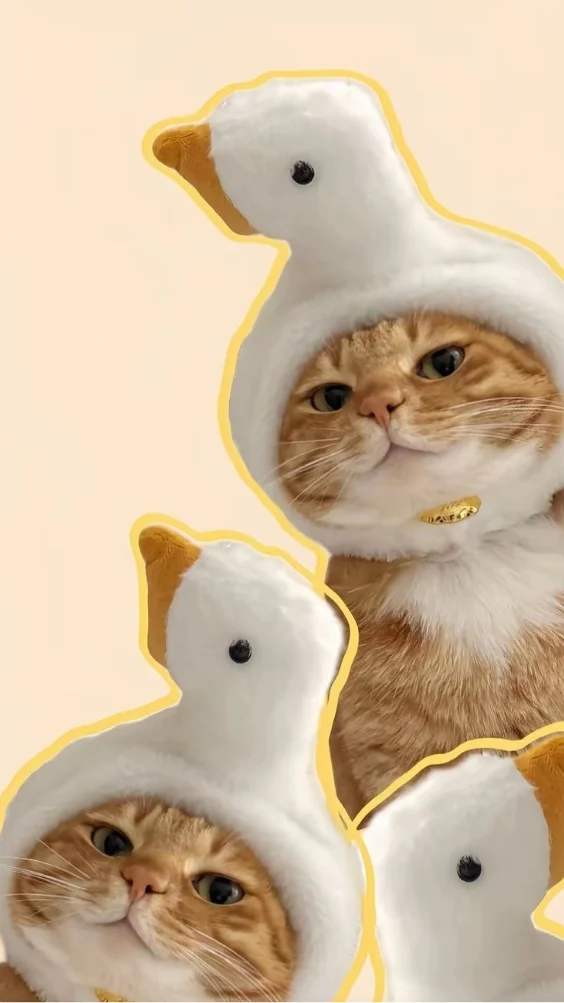 Hinh-nen-meo-de-thuong (11)