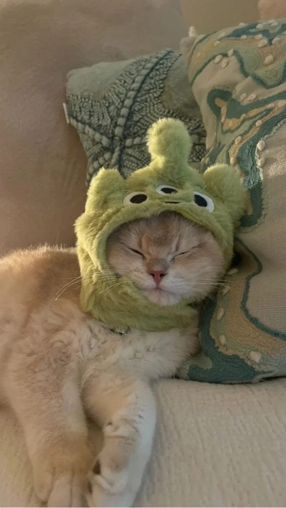 Hinh-nen-meo-de-thuong (13)