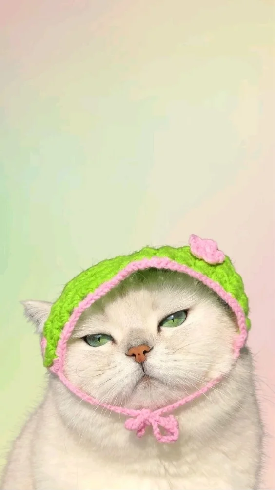 Hinh-nen-meo-de-thuong (14)