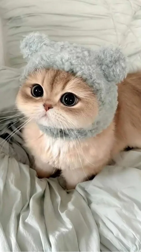 Hinh-nen-meo-de-thuong (16)