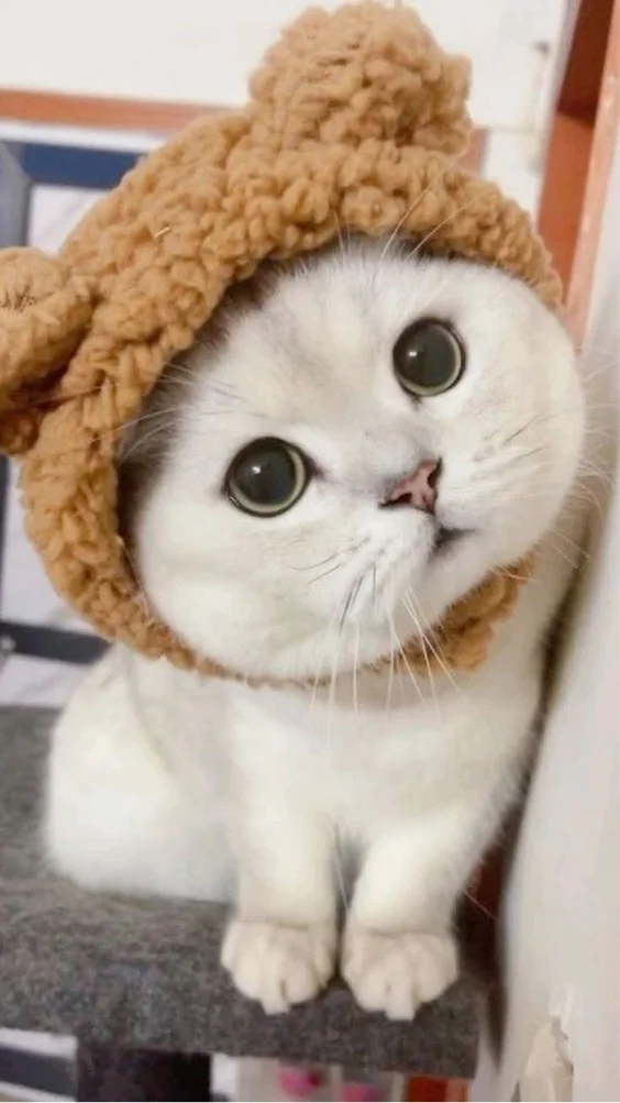 Hinh-nen-meo-de-thuong (17)