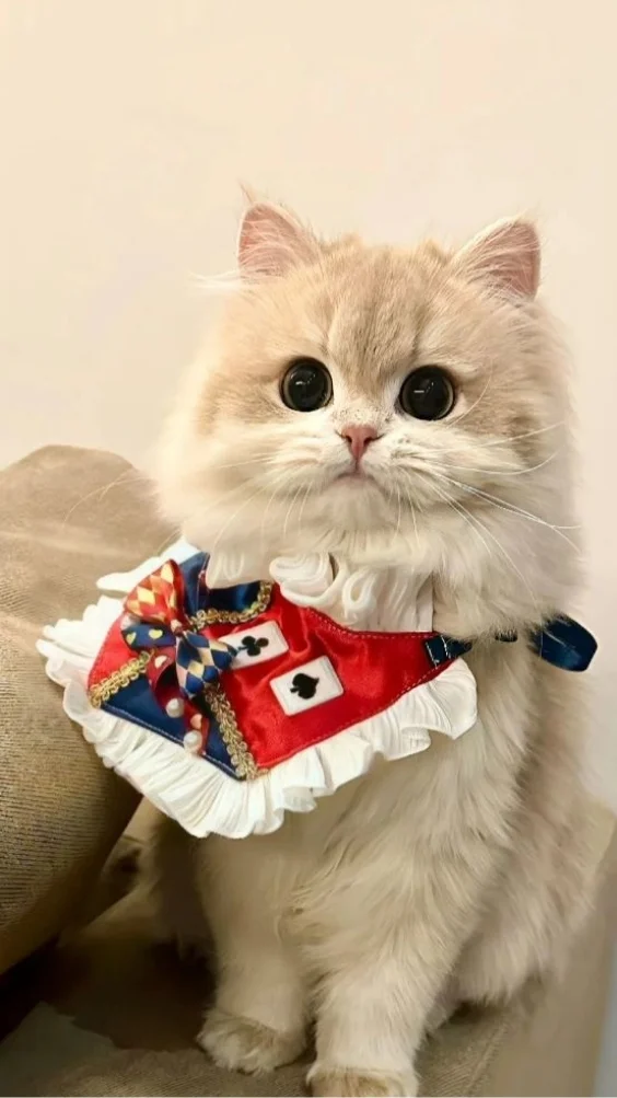 Hinh-nen-meo-de-thuong (18)