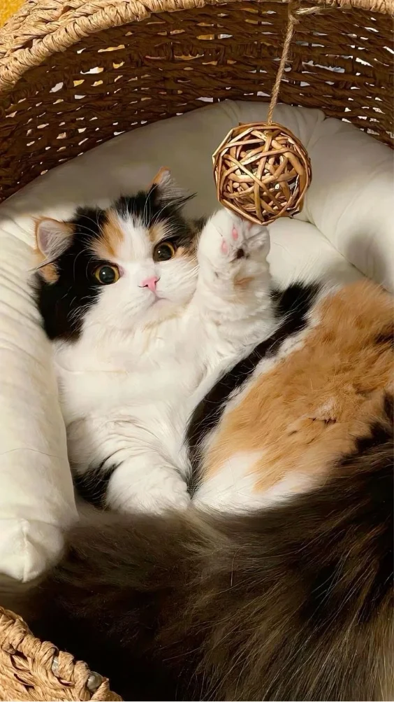 Hinh-nen-meo-de-thuong (19)