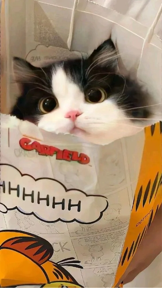 Hinh-nen-meo-de-thuong (20)