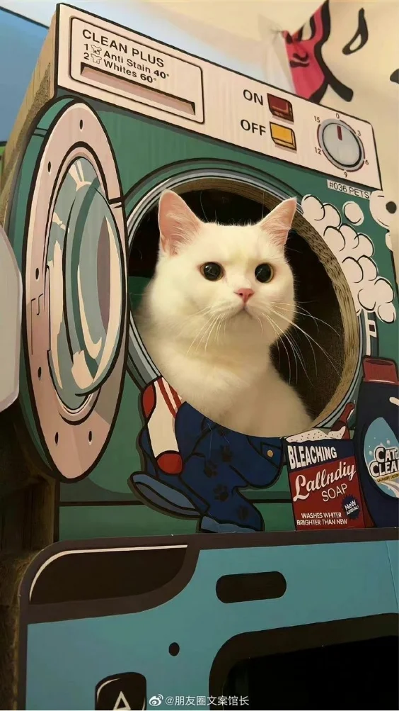 Hinh-nen-meo-de-thuong (21)