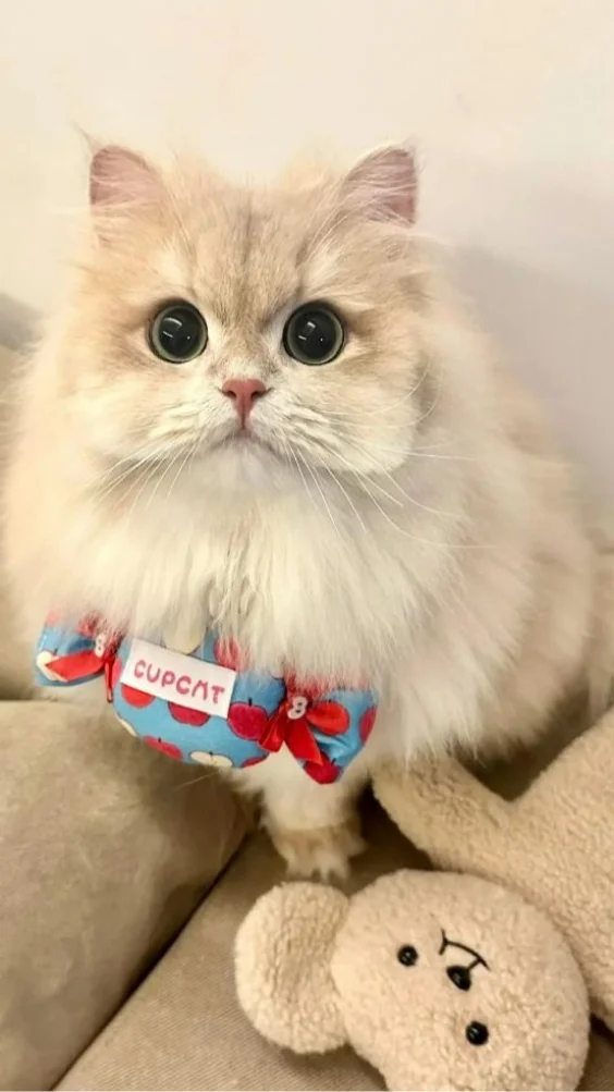 Hinh-nen-meo-de-thuong (23)