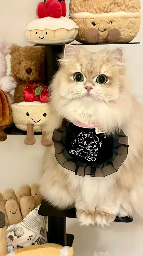 Hinh-nen-meo-de-thuong (24)