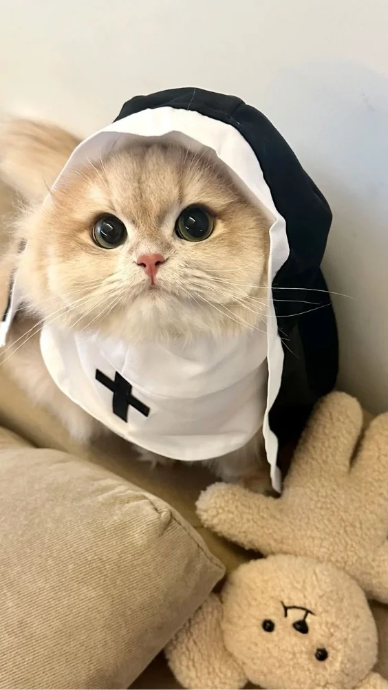 Hinh-nen-meo-de-thuong (7)