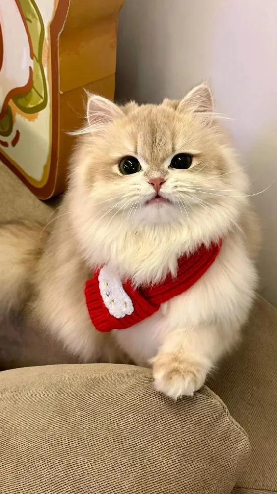 Hinh-nen-meo-de-thuong (9)