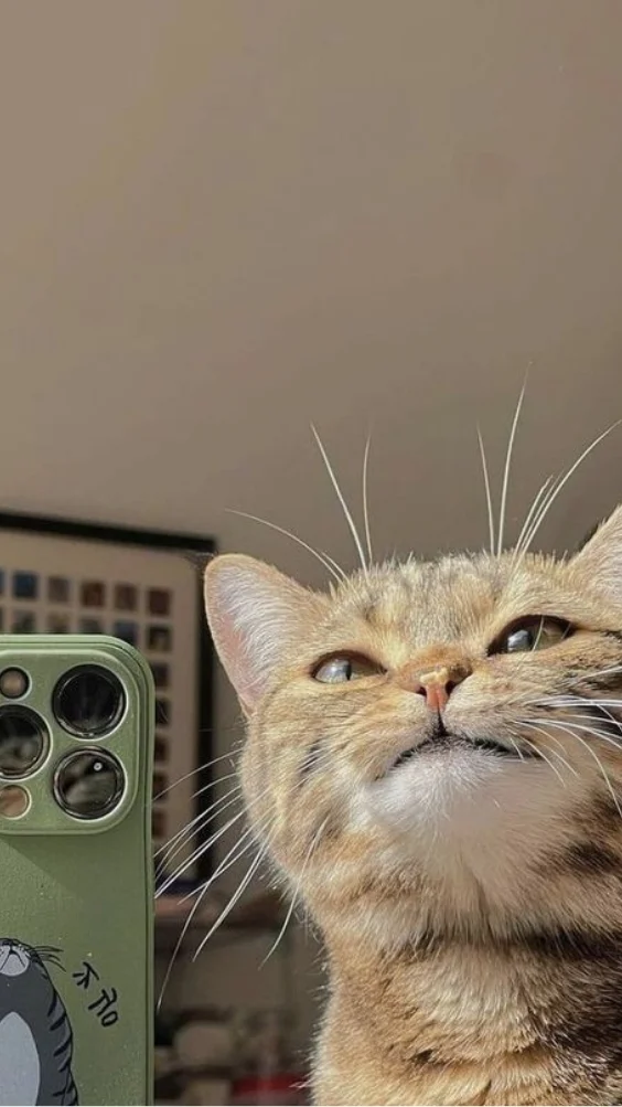 Hinh-nen-meo-ngau (15)