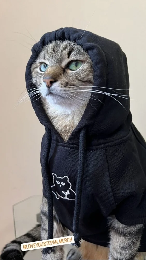 Hinh-nen-meo-ngau (17)