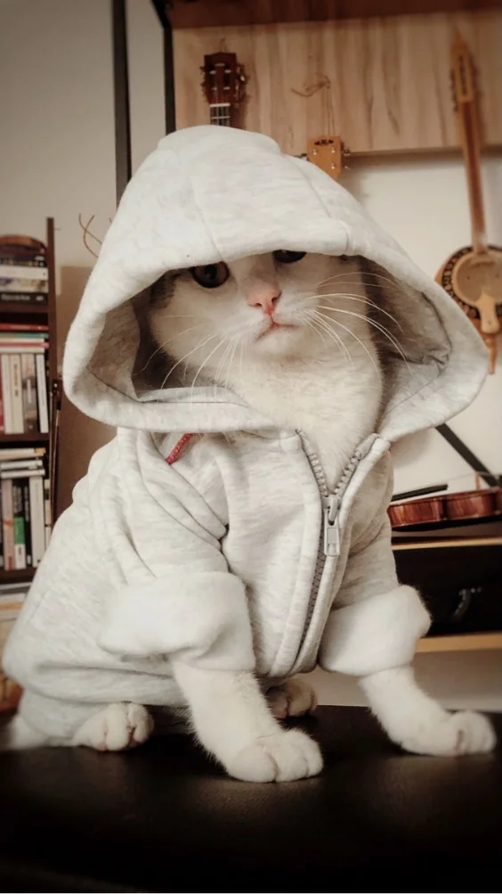 Hinh-nen-meo-ngau (18)