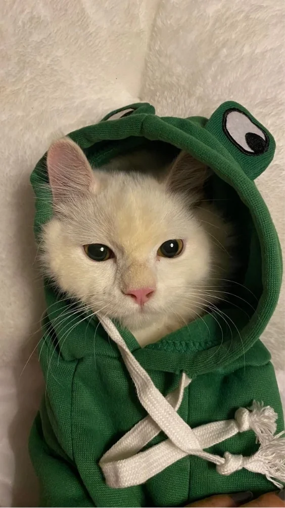 Hinh-nen-meo-ngau (19)