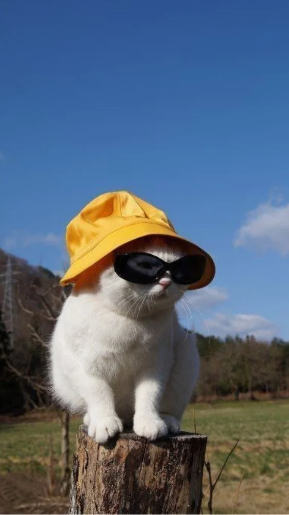 Hinh-nen-meo-ngau (21)