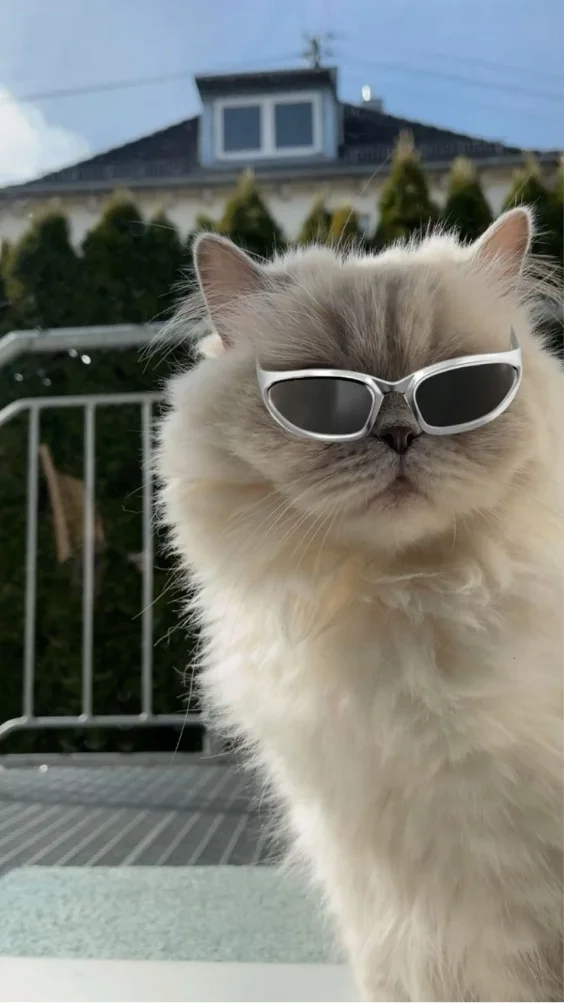 Hinh-nen-meo-ngau (22)