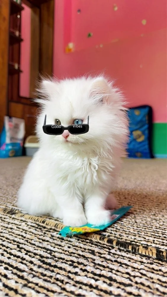 Hinh-nen-meo-ngau (24)