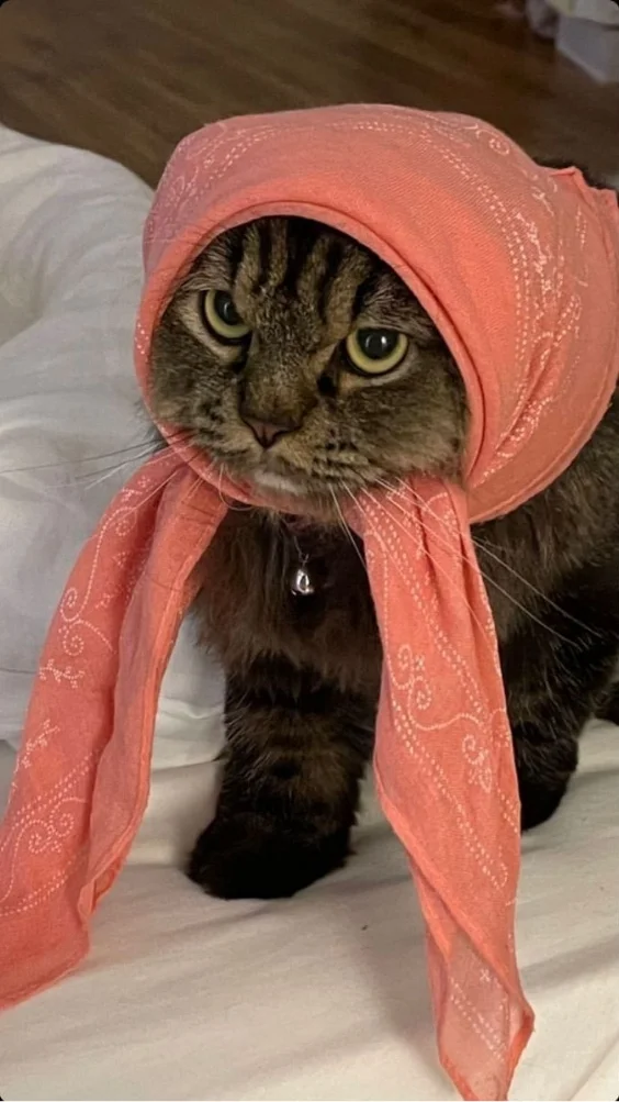 Hinh-nen-meo-ngau (25)