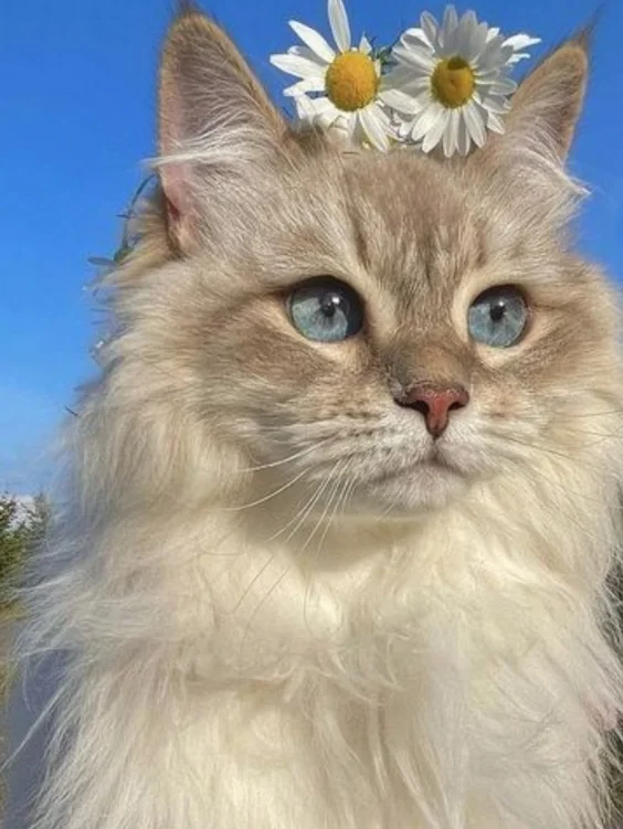 hinh-nen-meo-ngau (4)