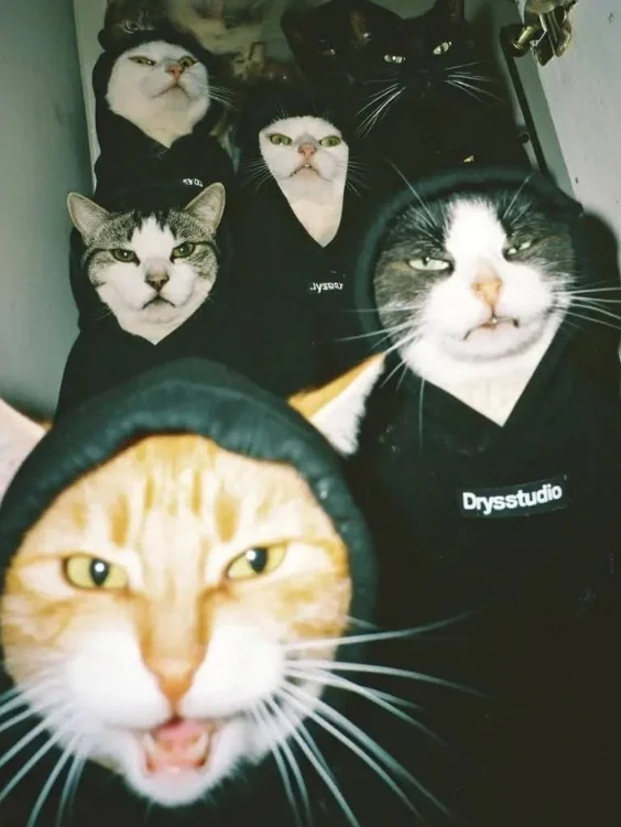 hinh-nen-meo-ngau (8)