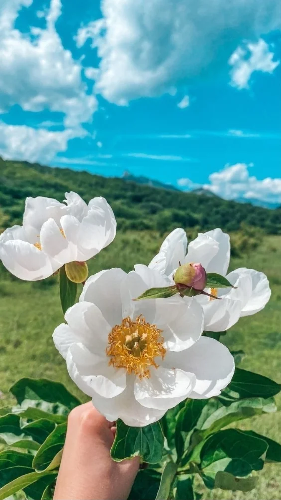 hinh-nen-thien-nhien (3)