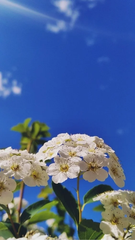 hinh-nen-thien-nhien (4)