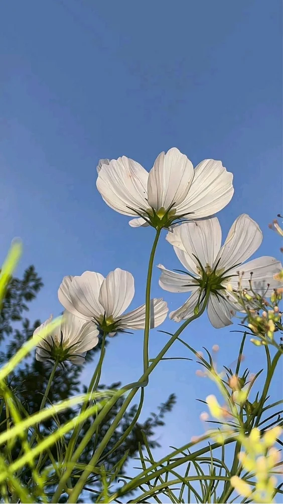 hinh-nen-thien-nhien (5)