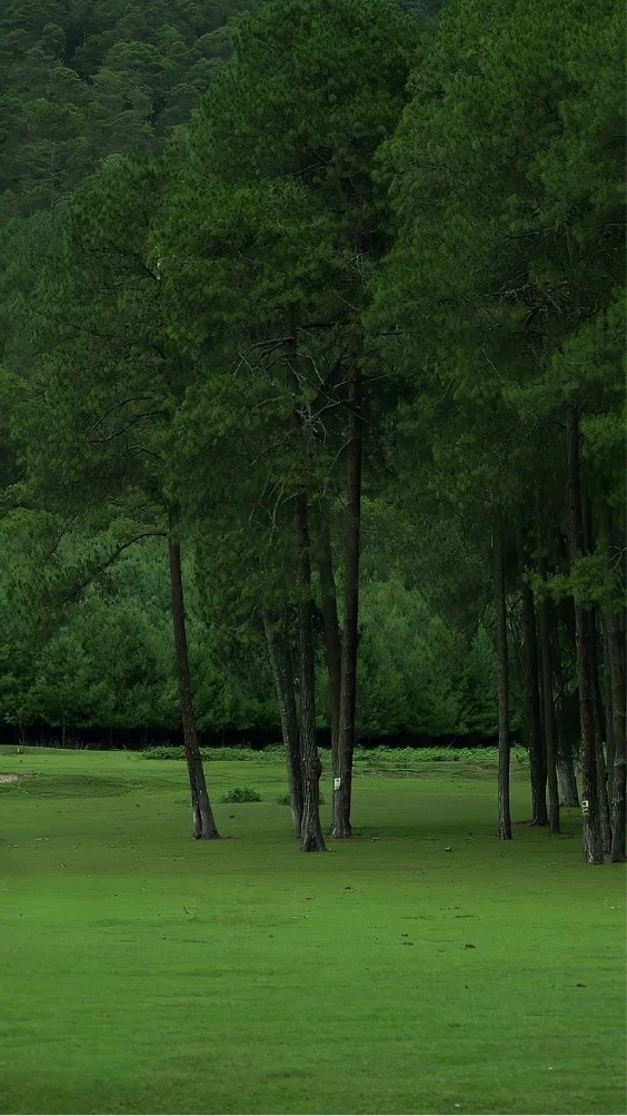 Hinh-nen-thien-nhien-canh-rung-xanh (4)