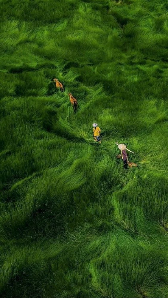 Hinh-nen-thien-nhien-canh-rung-xanh (5)