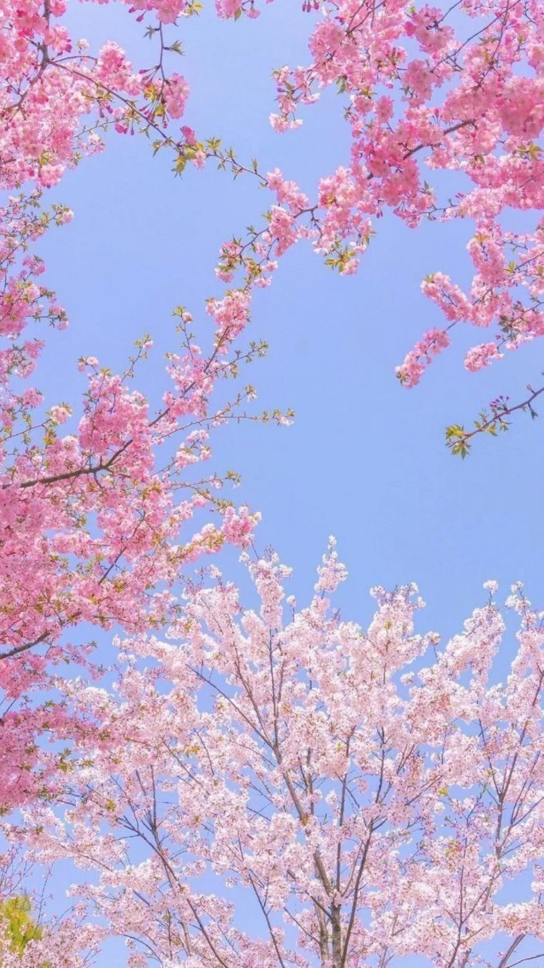 hinh-nen-tik-tok-cute-5