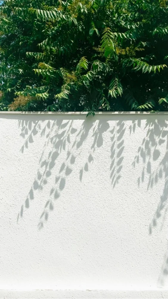 hinh-nen-trang-cay-co (2)