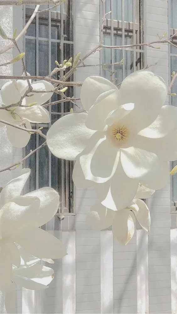 Hinh-nen-trang-co-hoa