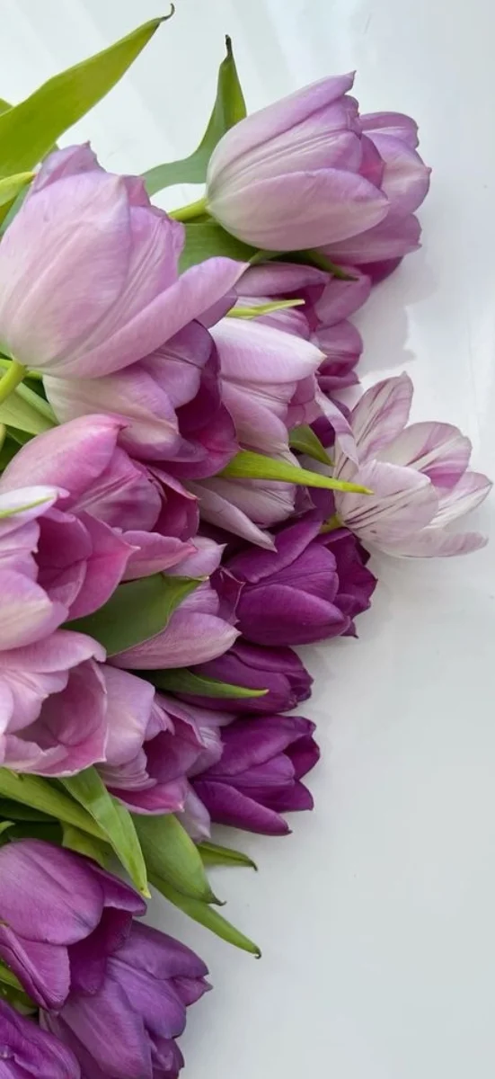 hinh-nen-tulip-tim-5