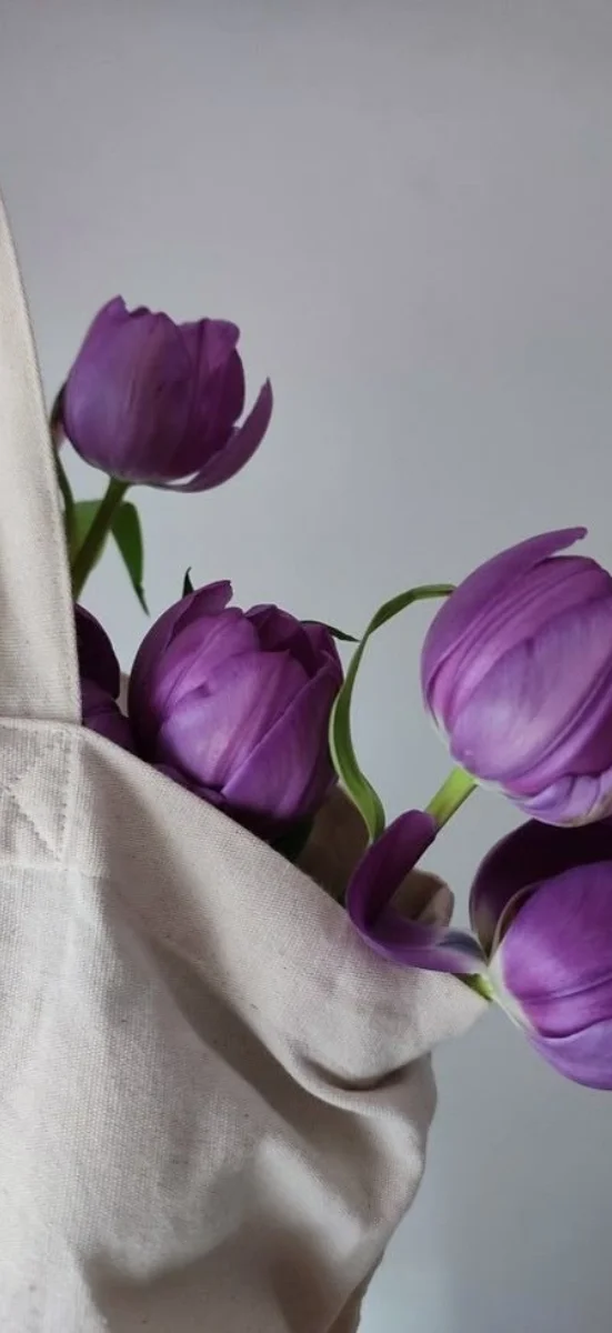 hinh-nen-tulip-tim-6