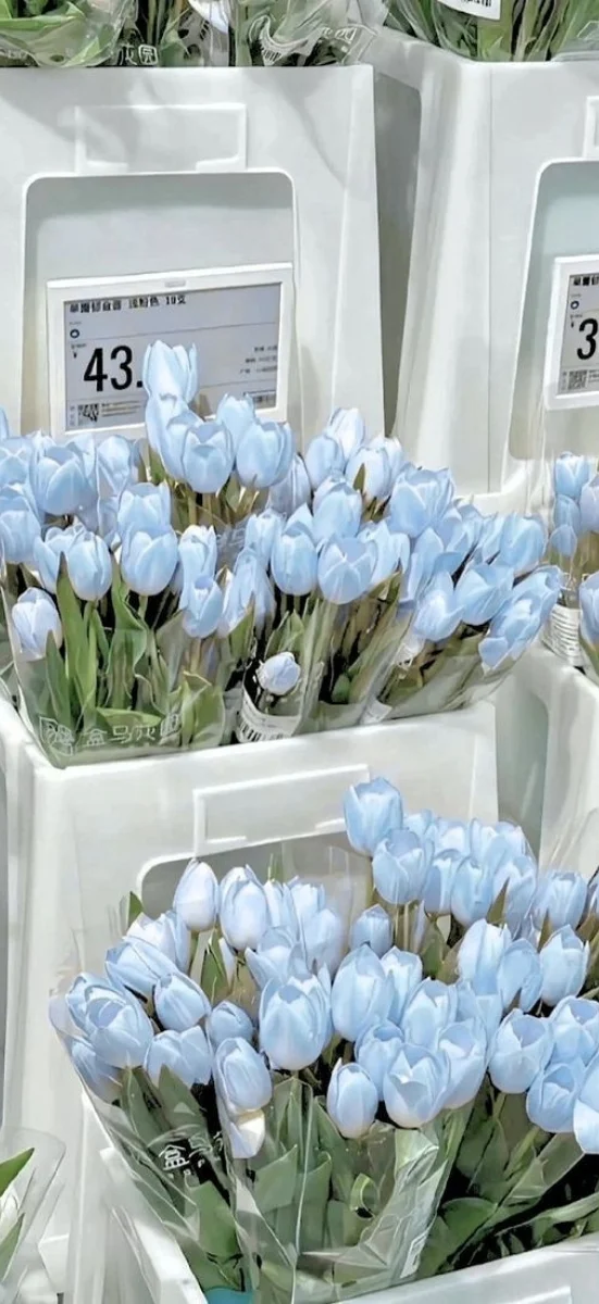 hinh-nen-tulip-xanh-duong-10