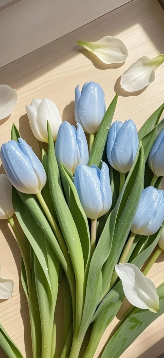 hinh-nen-tulip-xanh-duong-2