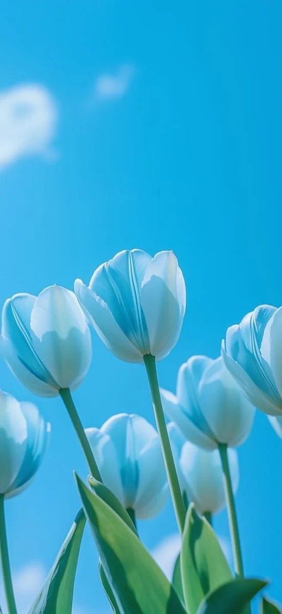 hinh-nen-tulip-xanh-duong-6