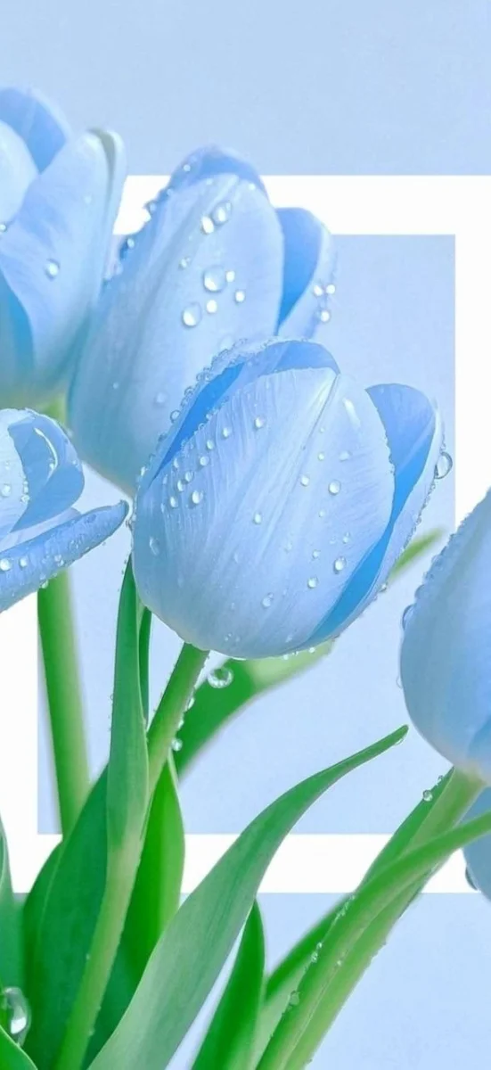 hinh-nen-tulip-xanh-duong-7