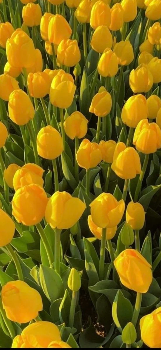 hinh-nen-vang-ruc-ro-cho-dien-thoai (20)