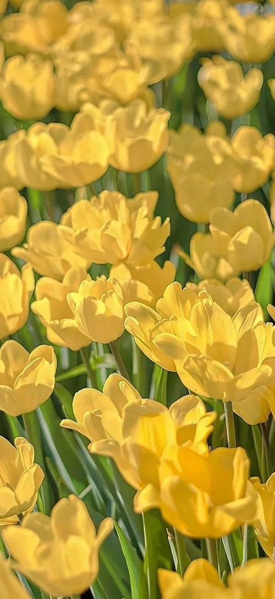 hinh-nen-vang-ruc-ro-cho-dien-thoai (21)